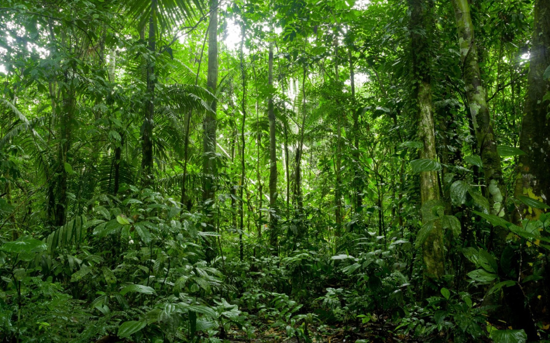 Amazon Rainforest Private Travel hero image